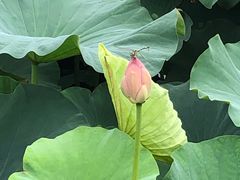 -上海市保健医疗中心(华东疗养院)