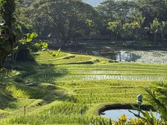 -四季酒店下午茶