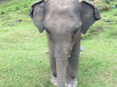 -Elephant Care & Grand Canyon Jumping