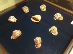 -青岛贝壳博物馆