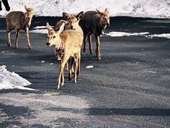 -栾川竹海野生动物园