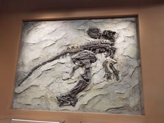 -辽宁古生物博物馆