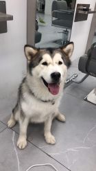 -P.STYLE派斯造型