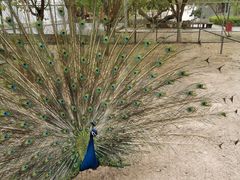 -哈密回王府景区