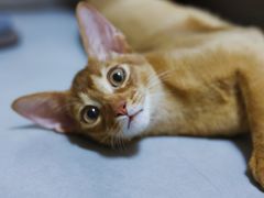 -babydoll猫舍·米努特·德文·缅因(久光中心店)