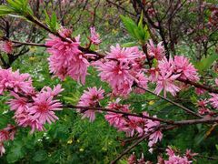 -南汇桃花村