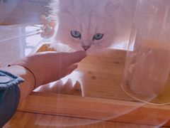 -猫腻·猫咖·撸猫馆(星光大道店)