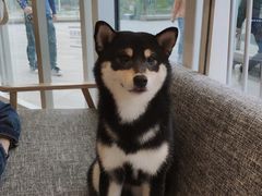 -南京Hallo宠物乐园·哈罗犬舍·柴犬繁育基地