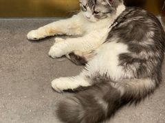 -飞行喵MR PILOT|猫舍·猫咖(静安大融城店)