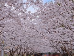 -高东镇樱花园