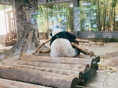 -海南热带野生动植物园