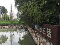 -田园东方蜜桃村的田野营地