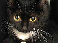 -纳吉亚猫专科动物诊疗中心(蒋宅口分院)