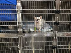 -安安宠医宠物医院·异宠·犬猫内科(岳阳分院)