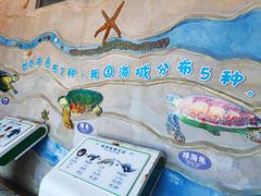 -广东惠东海龟国家级自然保护区