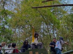 -西双版纳原始森林公园