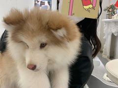 -Let's go狗咖·猫咖·奶狗·桌游(春熙路IFS店)