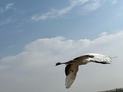 -盐城丹顶鹤湿地生态旅游区
