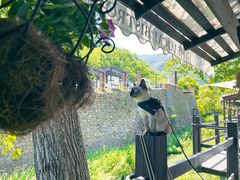 -Local泰莲庭(虹鳟鱼店)