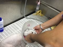 -北京观赏动物医院·24小时大型综合·猫专科·异宠专科