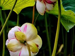 -陈家山荷花公园