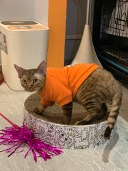 -幸运7纹身刺青Lucky7tattoo