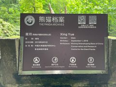 -都江堰中华大熊猫苑