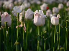 -大宁郁金香公园-停车场