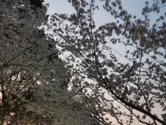 -高东镇樱花园