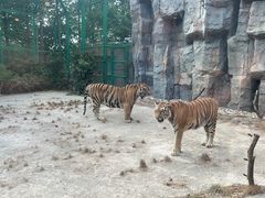 -上海野生动物园