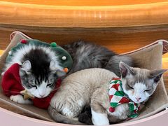 -猫小主咖啡·猫咖cat cafe(福田店)