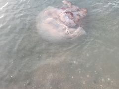 -东戴河风景区-止锚湾