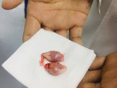 -达爱动物医院·犬猫分区·CT·复杂眼科(远洋山水分院)