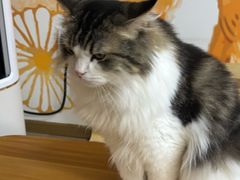 -柴迷FANS CLUB·柴犬狗咖·猫咖