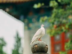 -西安大兴善寺