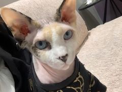 -藏猫猫咖啡主题馆(中央大道店)