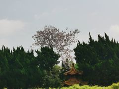 -嘉定紫藤园