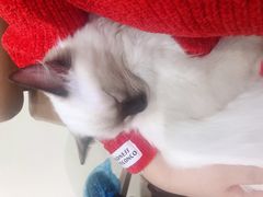 -藏猫猫咖啡主题馆(中央大道店)