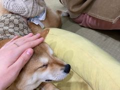 -逗柴咖啡屋·狗咖猫咖宠物桌游
