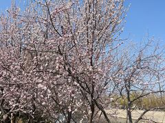 -桃花堤公园