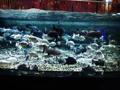 -成都浩海立方海洋公园