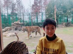 -上海野生动物园老虎餐厅