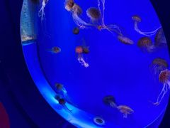-海合安青岛极地海洋公园