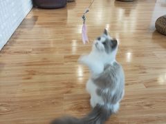 -momokira米努特·德文卷毛猫·棉花面纱犬