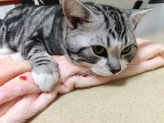 -艾贝尔宠物医院 ·内科全科(梁溪路店)