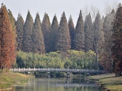 -黄海国家森林公园