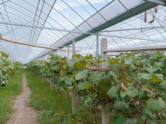 -马陆小张葡萄园农家乐