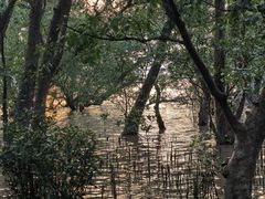 -宝安西湾红树林湿地公园