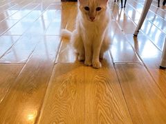 -Cappucimeow猫咪咖啡馆(韦伯时代店)