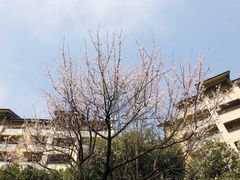 -千岛湖希尔顿休闲艇俱乐部